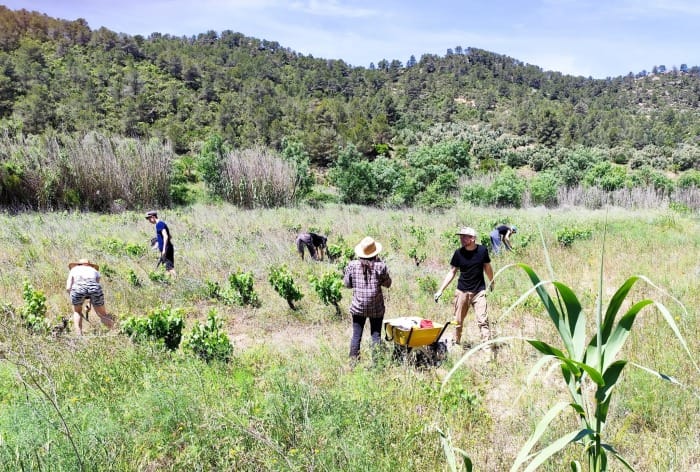 Rovira Regenerativa (Spain) - we are ready to grow