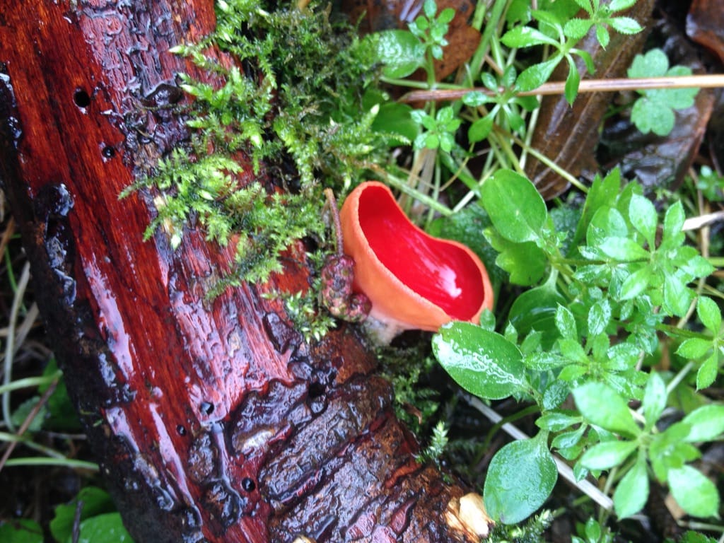 Twelve Bioregional Partnerships as part of the Living Systems Alliance