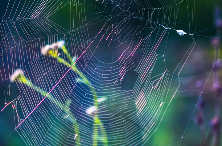 A spiderweb and some flowers behind