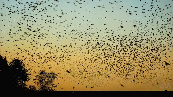 International Transition Healthcheck – Experimenting by Doing